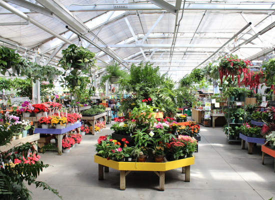 Plants inside Adam's Fairacre Farms