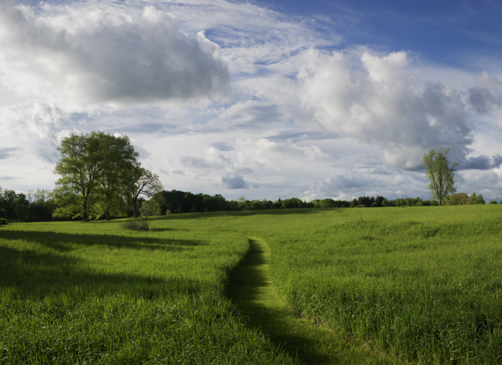 open field with mowed path